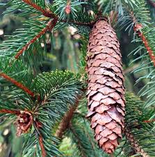 Attēlu rezultāti vaicājumam “Picea abies fruit”