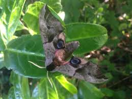 Attēlu rezultāti vaicājumam “Smerinthus ocellata”