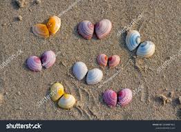 Attēlu rezultāti vaicājumam “Macoma baltica”