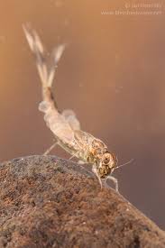 Attēlu rezultāti vaicājumam “Siphlonurus”