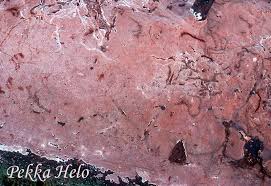 Attēlu rezultāti vaicājumam “Junghuhnia collabens”