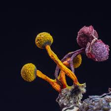 Attēlu rezultāti vaicājumam “Physarum psittacinum stalked”