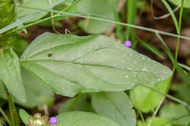 Attēlu rezultāti vaicājumam “Prunella vulgaris leaf”