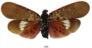 Attēlu rezultāti vaicājumam “Licea pusilla macro”