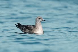 Attēlu rezultāti vaicājumam “Larus ridibundus juvenile”