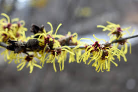Attēlu rezultāti vaicājumam “Hamamelis japonica bud”