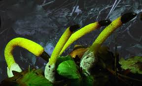 Attēlu rezultāti vaicājumam “Mutinus caninus”