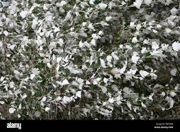 Attēlu rezultāti vaicājumam “Populus alba Nivea”