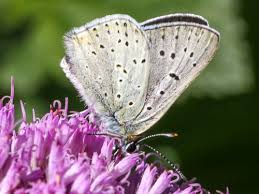Attēlu rezultāti vaicājumam “Lycaena tityrus underside”