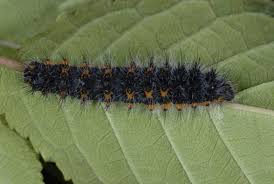 Attēlu rezultāti vaicājumam “Saturnia pavonia larva”