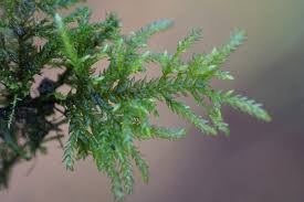 Attēlu rezultāti vaicājumam “Thamnobryum alopecurum”