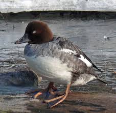 Attēlu rezultāti vaicājumam “Bucephala clangula female”
