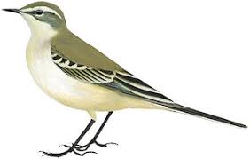 Attēlu rezultāti vaicājumam “Motacilla flava flava adult”