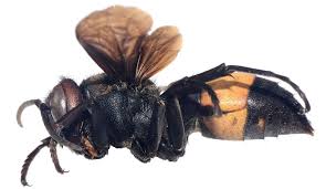 Attēlu rezultāti vaicājumam “Vespidae”