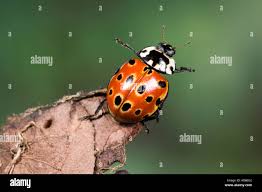 Attēlu rezultāti vaicājumam “Anatis ocellata”