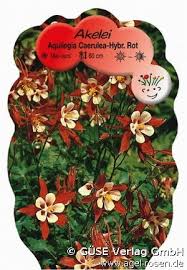 Image result for Akelei