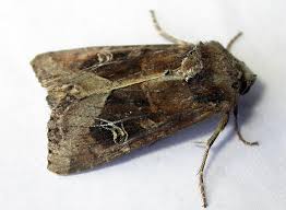 Attēlu rezultāti vaicājumam “Celaena leucostigma”