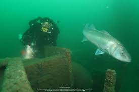 Image result for Meadurst Sub-Aqua Club