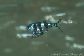 Image result for Schedophilus ovalis