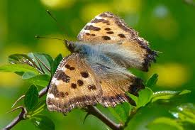 Attēlu rezultāti vaicājumam “Nymphalis polychloros upperside”