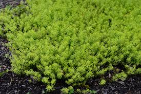 Attēlu rezultāti vaicājumam “Sedum rupestre leaf”