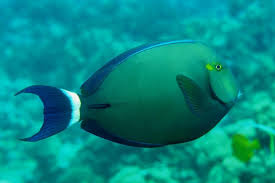 Image result for Acanthurus blochii