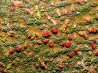 Attēlu rezultāti vaicājumam “Neonectria coccinea”