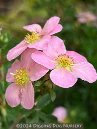 Attēlu rezultāti vaicājumam “Pentaphylloides fruticosa flower”