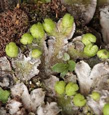 Attēlu rezultāti vaicājumam “Reboulia hemisphaerica”