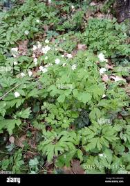 Attēlu rezultāti vaicājumam “Isopyrum thalictroides”
