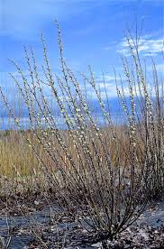 Attēlu rezultāti vaicājumam “Hygroamblystegium humile”