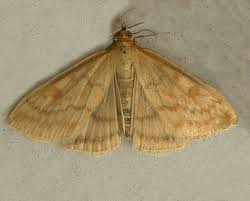 Attēlu rezultāti vaicājumam “Sitochroa verticalis”