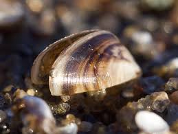 Attēlu rezultāti vaicājumam “Dreissena polymorpha”