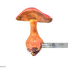 Attēlu rezultāti vaicājumam “Xerocomus rubellus”