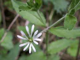 Attēlu rezultāti vaicājumam “Stellaria nemorum flower”