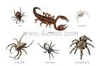 animal kingdom > insects and arachnids > examples of arachnids ...