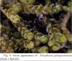 Attēlu rezultāti vaicājumam “Trilophozia quinquedentata”