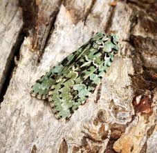 Attēlu rezultāti vaicājumam “Griposia aprilina”