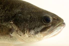Image result for Micropterus salmoides