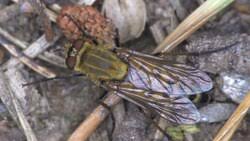 Attēlu rezultāti vaicājumam “Therevidae larva”