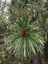 Attēlu rezultāti vaicājumam “Pinus sibirica”