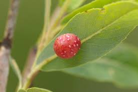 Attēlu rezultāti vaicājumam “Euura acutifoliae”