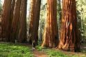 Giant Sequoias | Giant Sequoia Trees | Giant Forest