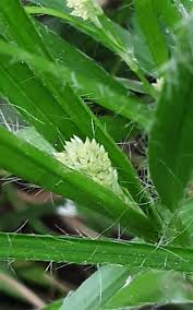 Attēlu rezultāti vaicājumam “Luzula luzuloides leaf”