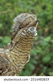 Attēlu rezultāti vaicājumam “Jynx torquilla adult”