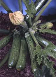 Attēlu rezultāti vaicājumam “Cucurbita pepo leaf”