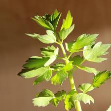 Image result for Liebstöckel