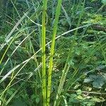 Attēlu rezultāti vaicājumam “Carex riparia”