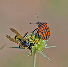 Attēlu rezultāti vaicājumam “Graphosoma lineatum imago”