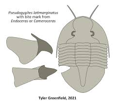 Attēlu rezultāti vaicājumam “Endoceras”